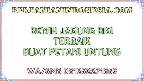 Benih Jagung Bisi Terbaik Buat Petani Untung